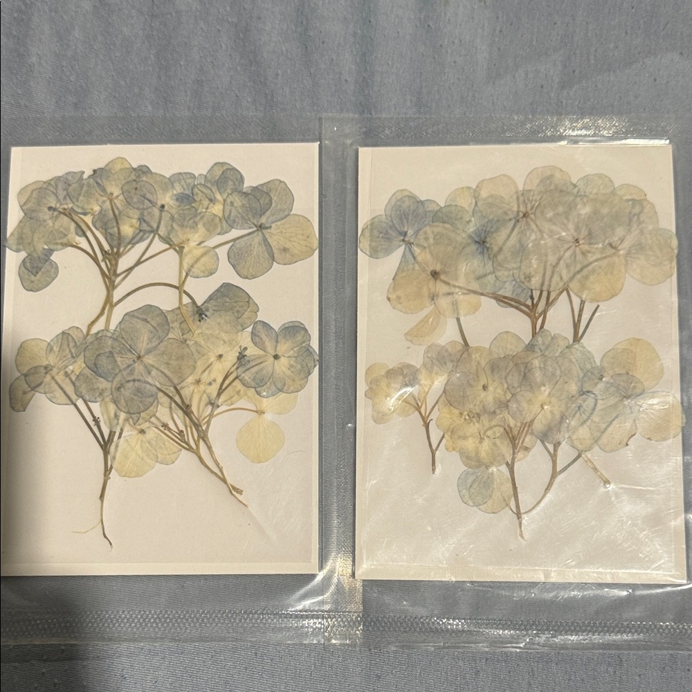 Pressed Hydrangea Botanical Art Print Set - Pale Blue & Cream